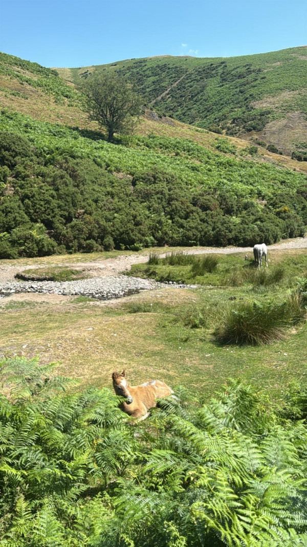 Brum story 4 Horses lay down at Long Mynd