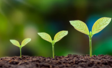 CDCT webpage banner seeds v7