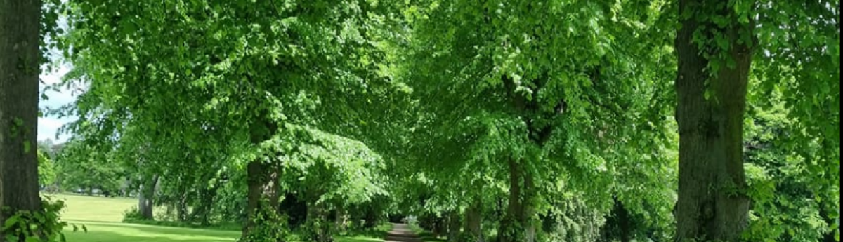 PICU Grounds in the summer