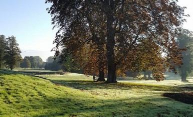 autumnal tree