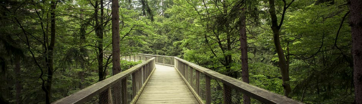 forestwalk banner