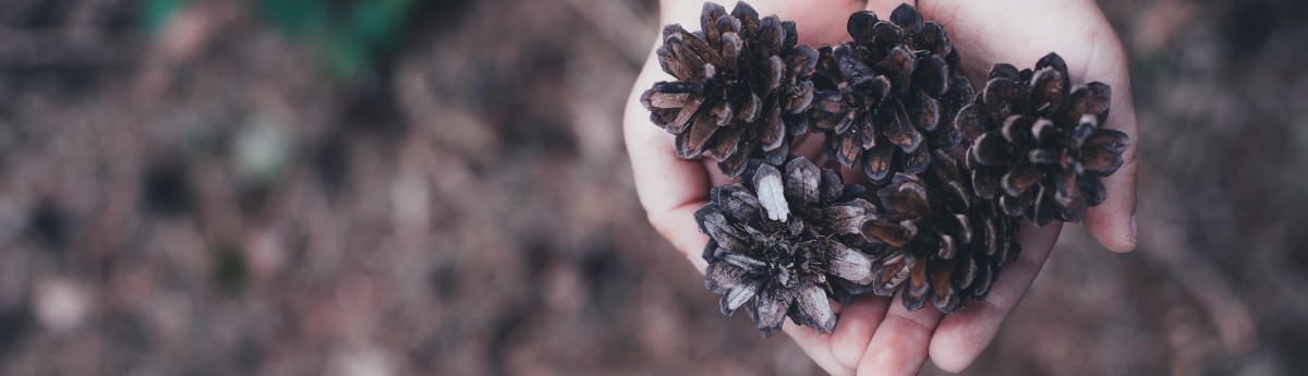 pine cones flip